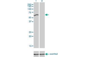 Western blot analysis of UHRF2 over-expressed 293 cell line, cotransfected with UHRF2 Validated Chimera RNAi (Lane 2) or non-transfected control (Lane 1).