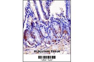 Mouse Hoxb7 Antibody immunohistochemistry analysis in formalin fixed and paraffin embedded mouse jejunum tissue followed by peroxidase conjugation of the secondary antibody and DAB staining. (HOXB7 抗体  (AA 94-122))