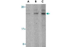 Western blot analysis of BANF1 in mouse kidney tissue lysate with BANF1 polyclonal antibody  at (A) 0. (BANF1 抗体  (N-Term))