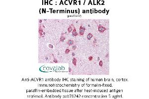 Image no. 2 for anti-Activin Receptor Type I (ACRV1) (N-Term) antibody (ABIN1731497) (ACVR1 抗体  (N-Term))