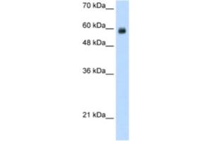 Western Blotting (WB) image for anti-REST Corepressor 1 (RCOR1) antibody (ABIN2461865) (CoREST 抗体)