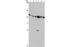 Western Blotting (WB) image for anti-Protein Kinase D3 (PRKD3) antibody (ABIN2432016) (PRKD3 抗体)
