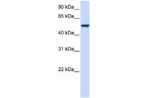 Karyopherin Alpha 3 antibody used at 1 ug/ml to detect target protein. (KPNA3 抗体)