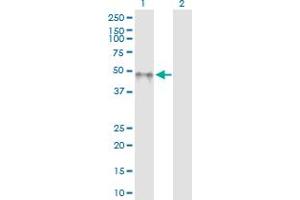 Western Blotting (WB) image for anti-Killer Cell Immunoglobulin-Like Receptor, Two Domains, Long Cytoplasmic Tail, 5A (KIR2DL5A) (AA 1-375) antibody (ABIN528145)