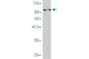 Western Blot detection against Immunogen (90. (Albumin 抗体  (AA 19-609))