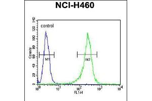 Flow cytometric analysis of NCI-H460 cells (right histogram) compared to a negative control cell (left histogram). (GNS 抗体  (AA 283-313))