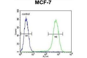 Flow cytometric analysis of MCF-7 cells using NUDT8 Antibody (N-term) Cat. (NUDT8 抗体  (N-Term))