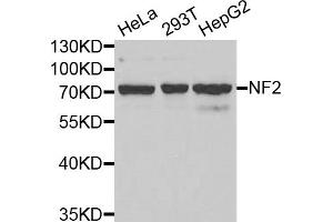 Western blot analysis of extracts of various cell lines, using NF2 antibody (ABIN5971315) at 1/1000 dilution. (Merlin 抗体)
