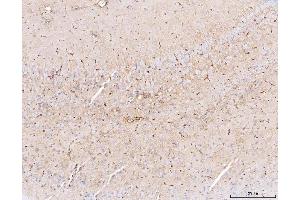 IHC analysis of Aquaporin 4/AQP4 using anti-Aquaporin 4/AQP4 antibody (ABIN7600876). (Aquaporin 4 抗体  (AA 247-323))