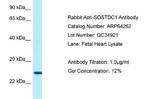 Western Blotting (WB) image for anti-Sclerostin Domain Containing 1 (SOSTDC1) (C-Term) antibody (ABIN2789780) (SOSTDC1 抗体  (C-Term))