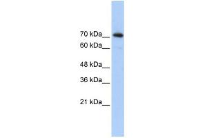 WB Suggested Anti-SREBF2 Antibody Titration:  0. (SREBF2 抗体  (Middle Region))