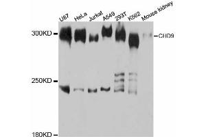Western blot analysis of extracts of various cell lines, using CHD9 antibody (ABIN5997434) at 1:3000 dilution. (CHD9 抗体)