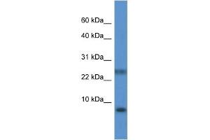 Western Blot showing PRAC antibody used at a concentration of 1. (PRAC 抗体  (N-Term))