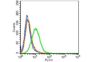 Rat H9C2 cells probed with Rabbit Anti-MOT8/SLC16A2 Polyclonal Antibody, Unconjugated  at 3ug for 30 minutes followed by incubation with a conjugated secondary -FITC)(green) for 30 minutes compared to control cells (blue), secondary only (light blue) and isotype control (orange). (SLC16A2/MCT8 抗体  (AA 101-200))