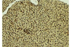 ABIN6277224 at 1/100 staining Mouse liver tissue by IHC-P. (Interleukin enhancer-binding factor 3 (ILF3) (Internal Region) 抗体)