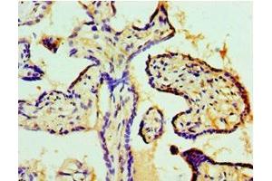Immunohistochemistry of paraffin-embedded human placenta tissue using ABIN7148188 at dilution of 1:100 (Coilin 抗体  (AA 297-576))