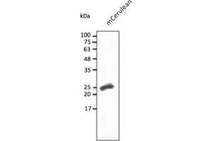 Western Blotting (WB) image for anti-mCerulean Fluorescent Protein antibody (ABIN7273086) (mCerulean Fluorescent Protein 抗体)