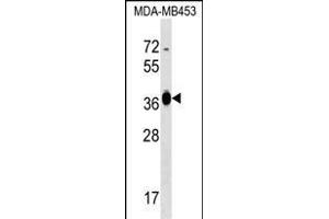 GFOD2 Antibody (N-term) (ABIN1539260 and ABIN2848769) western blot analysis in MDA-M cell line lysates (35 μg/lane). (GFOD2 抗体  (N-Term))