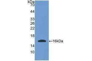 Detection of Recombinant OGN, Mouse using Polyclonal Antibody to Osteoglycin (OGN) (OGN 抗体  (AA 180-298))