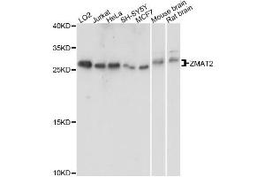 Western blot analysis of extracts of various cell lines, using ZMAT2 antibody. (ZMAT2 抗体)