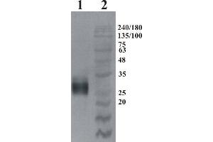 Western Blotting (WB) image for anti-GDNF Family Receptor alpha 4 (GFRA4) antibody (ABIN1450233) (GFRA4 抗体)