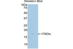 Western Blotting (WB) image for anti-NME/NM23 Nucleoside Diphosphate Kinase 4 (NME4) (AA 67-185) antibody (ABIN1860008) (NME4 抗体  (AA 67-185))
