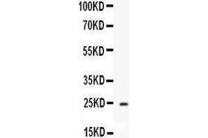 Western blot analysis of Apolipoprotein A I expression in Mouse Liver extract (lane 1). (APOA1 抗体  (AA 25-264))