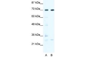 WRNIP1 antibody used at 0. (WRNIP1 抗体  (N-Term))