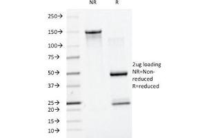 SDS-PAGE Analysis of Purified, BSA-Free SUMO1 Antibody (clone SM1/495). (SUMO1 抗体)