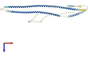 AlphaFold protein structure predicition of Mouse Recombinant Krt42 Protein, UniprotID Q6IFX2