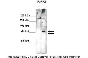 Lanes:   Lane 1: 10ug 293(Trex)FlpIn-RIPK1-HA-Strep (-Doxycycline)-non induced Lane 2: 10ug 293(Trex)FlpIn-RIPK1-HA-Strep (+Doxycycline)-induced  Primary Antibody Dilution:    1:1000  Secondary Antibody:   Anti-rabbit HRP  Secondary Antibody Dilution:    1:2000  Gene Name:   RIPK1  Submitted by:   Dr.
