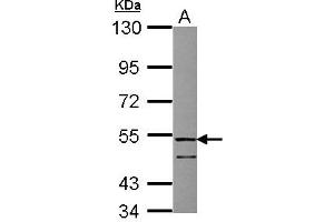 Image no. 1 for anti-Follistatin-Like 1 (FSTL1) (AA 1-209) antibody (ABIN1498329) (FSTL1 抗体  (AA 1-209))