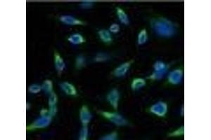 Immunofluorescence analysis of Hela tissue using PRDX1 Monoclonal Antibody at dilution of 1:100. (Peroxiredoxin 1 抗体)