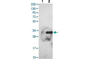 Western blot analysis of Lane 1: Negative control (vector only transfected HEK293T lysate), Lane 2: Over-expression Lysate (Co-expressed with a C-terminal myc-DDK tag (~3. (FGFBP2 抗体)