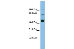 TMEM195 antibody used at 1 ug/ml to detect target protein.