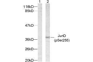 Western blot analysis of extracts from 293 cells using JunD (phospho-Ser255) antibody. (JunD 抗体  (pSer255))