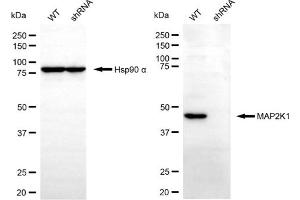 Western blotting analysis using MAP2K1 antibody (ABIN7799459). (MEK1 抗体)
