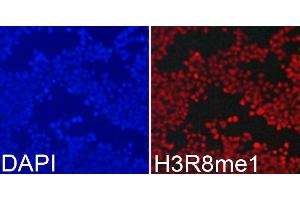 Immunofluorescence analysis of 293T cells using MonoMethyl-Histone H3-R8 antibody (ABIN3017482, ABIN3017483, ABIN3017484 and ABIN6220107). (Histone 3 抗体  (H3R8me))