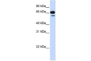 Western Blotting (WB) image for anti-R3H Domain Containing 2 (R3HDM2) antibody (ABIN2459852) (R3HDM2 抗体)