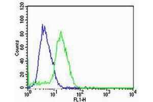 Flow cytometric analysis of U-87 MG cells using HBG2 Antibody (green) compared to an isotype control of rabbit IgG(blue). (HBG2 抗体  (C-Term))