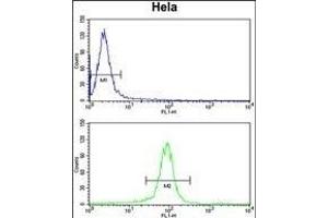 GALE Antibody (Center) (ABIN390889 and ABIN2841099) flow cytometry analysis of Hela cells (bottom histogram) compared to a negative control cell (top histogram). (GALE 抗体  (AA 142-171))