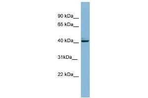MAPK13 antibody used at 1 ug/ml to detect target protein. (MAPK13 抗体  (Middle Region))