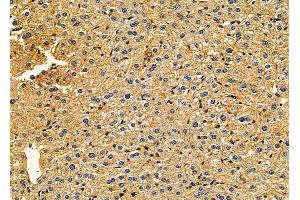 anti-Carbonic Anhydrase X (CA10) (C-Term) antibody