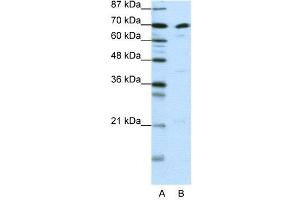 WB Suggested Anti-ILF3  Antibody Titration: 0. (Interleukin enhancer-binding factor 3 (ILF3) (N-Term) 抗体)