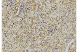 ABIN6279615 at 1/100 staining Mouse kidney tissue by IHC-P. (Neurotensin 抗体  (C-Term))