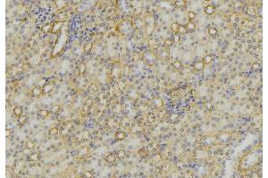 ABIN6279615 at 1/100 staining Mouse kidney tissue by IHC-P. (Neurotensin 抗体  (C-Term))