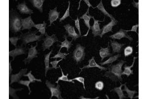 Immunofluorescence staining of HeLa cells. (Phospholipase C gamma 1 抗体  (N-Term))