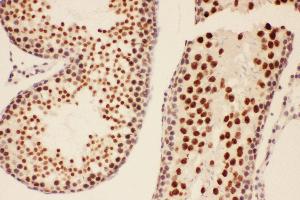 Anti-BRCA1 Picoband antibody,  IHC(P): Rat Testis Tissue (BRCA1 抗体  (AA 1661-1863))