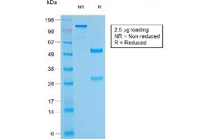SDS-PAGE Analysis Purified CD79a Mouse Recombinant Monoclonal Antibody (rIGA/764). (Recombinant CD79a 抗体)