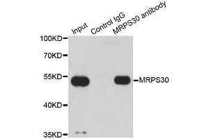 Immunoprecipitation analysis of 200ug extracts of HepG2 cells using 1ug MRPS30 antibody. (MRPS30 抗体  (AA 190-439))